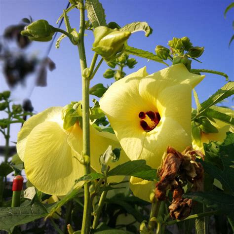 芙蓉怎麼種|【家庭有菜】芙蓉種子天然或人工育苗，以及賺取外快的方法